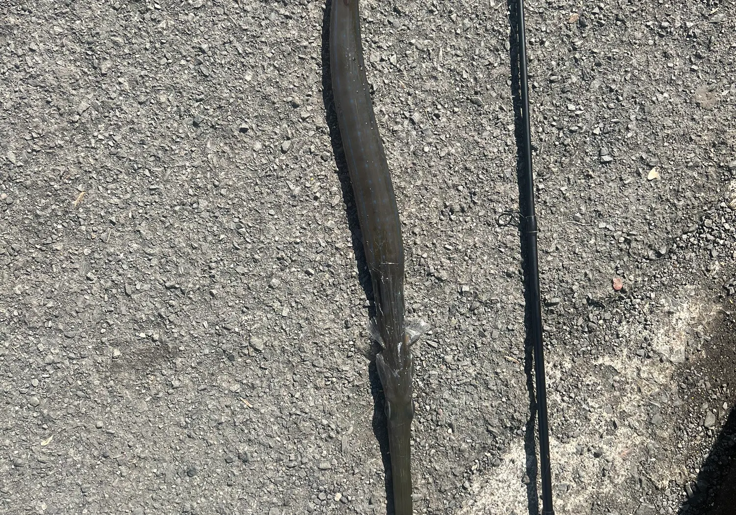 Bluespotted cornetfish