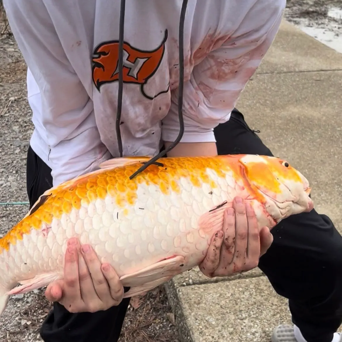The most recent Koi carp catches on Fishbrain