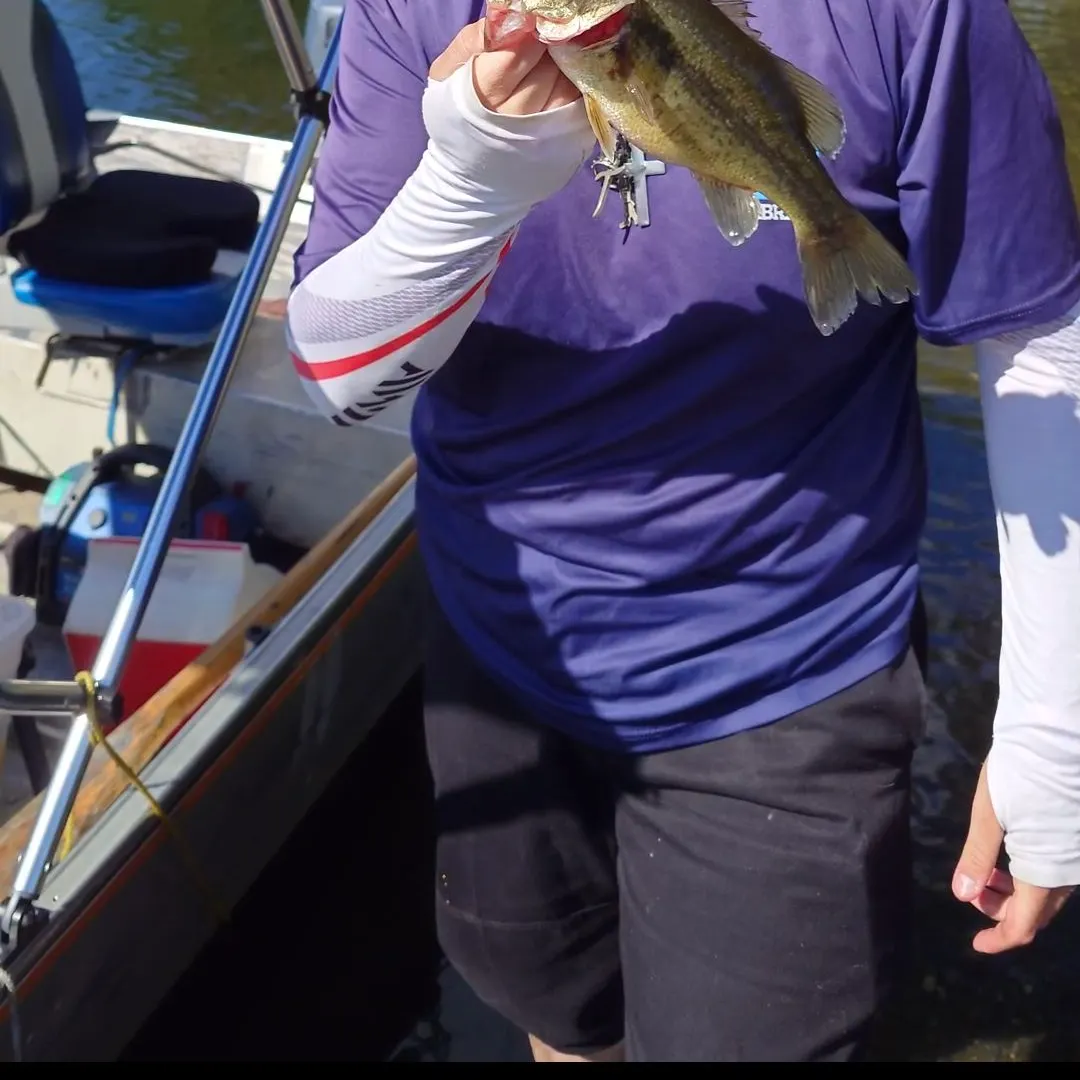 Largemouth bass caught on Fishbrain