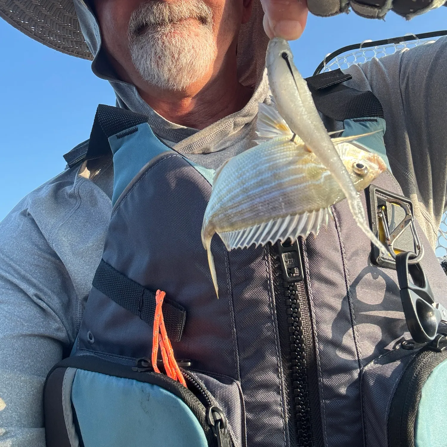 Pinfish caught on Fishbrain
