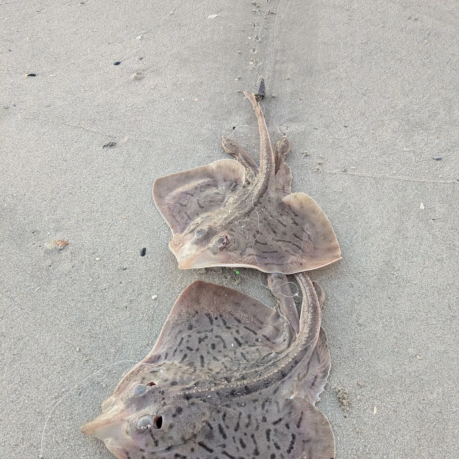 Clearnose skate caught on Fishbrain