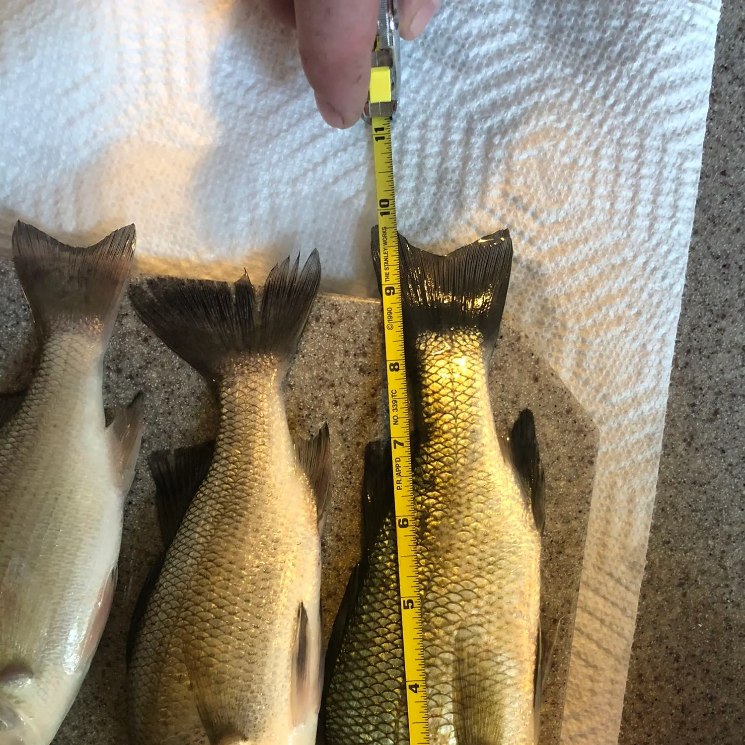 recently logged catches