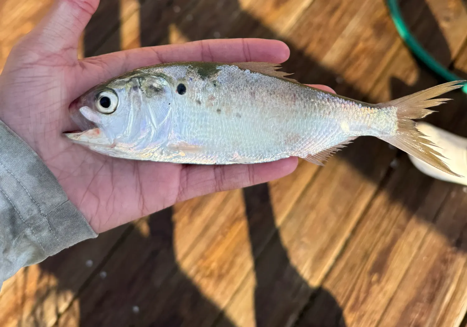 Atlantic menhaden