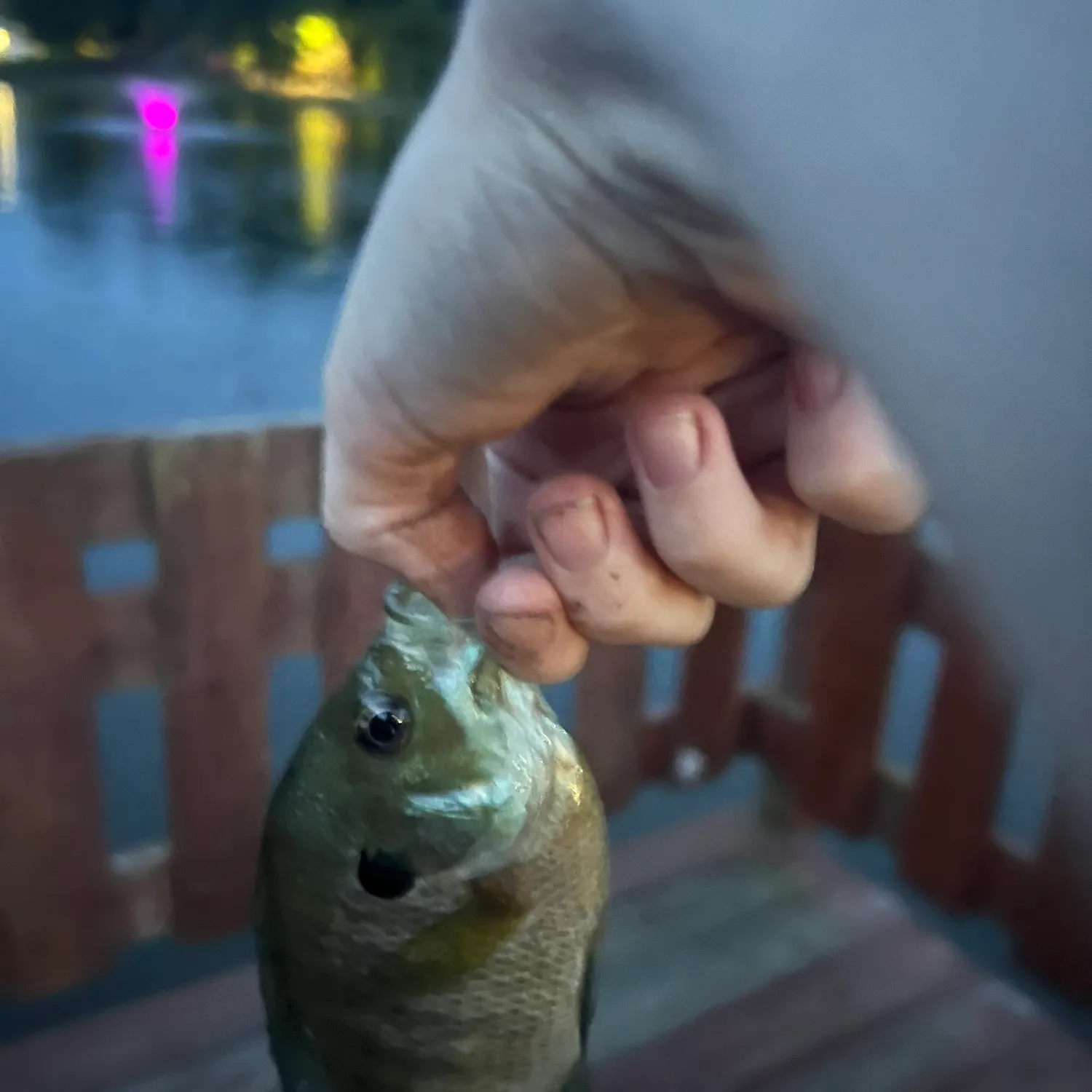 Bluegill caught on Fishbrain