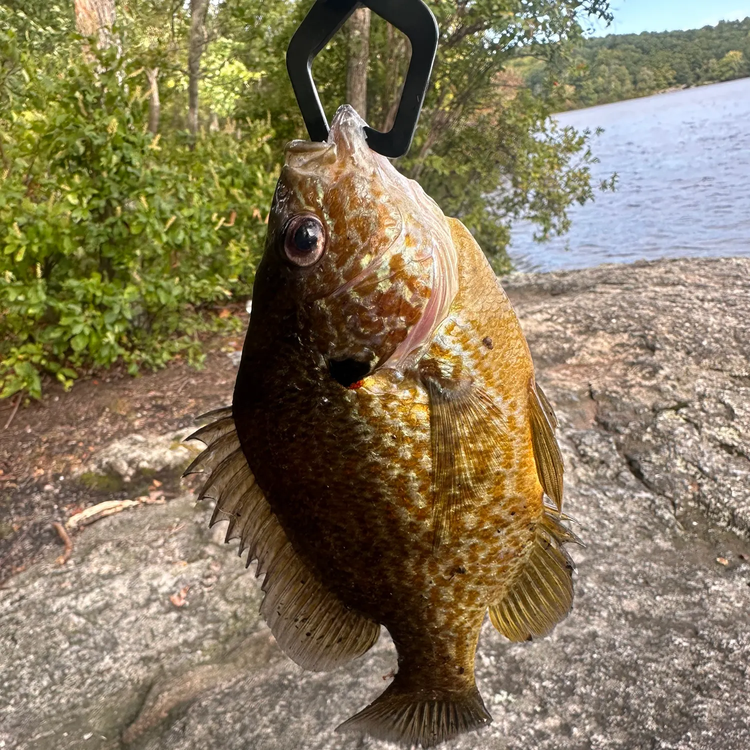 Fish caught on Fishbrain