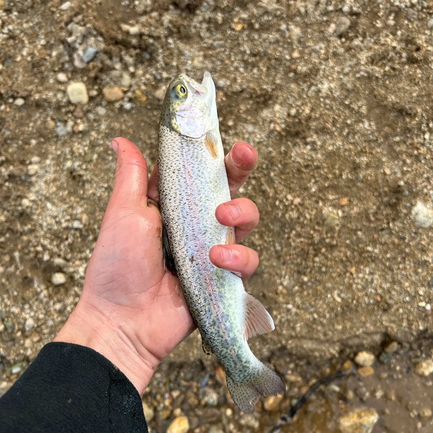 Rainbow trout caught on Fishbrain