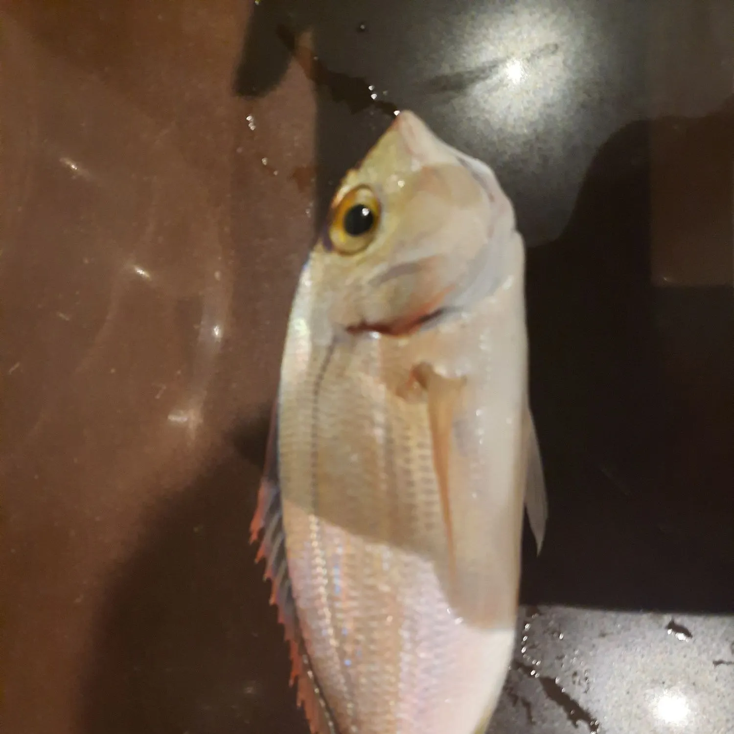 The most recent Common pandora catches on Fishbrain