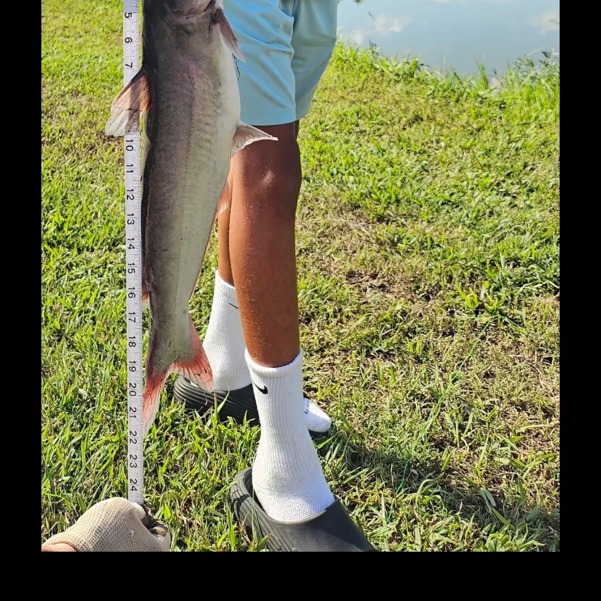 Channel catfish caught on Fishbrain