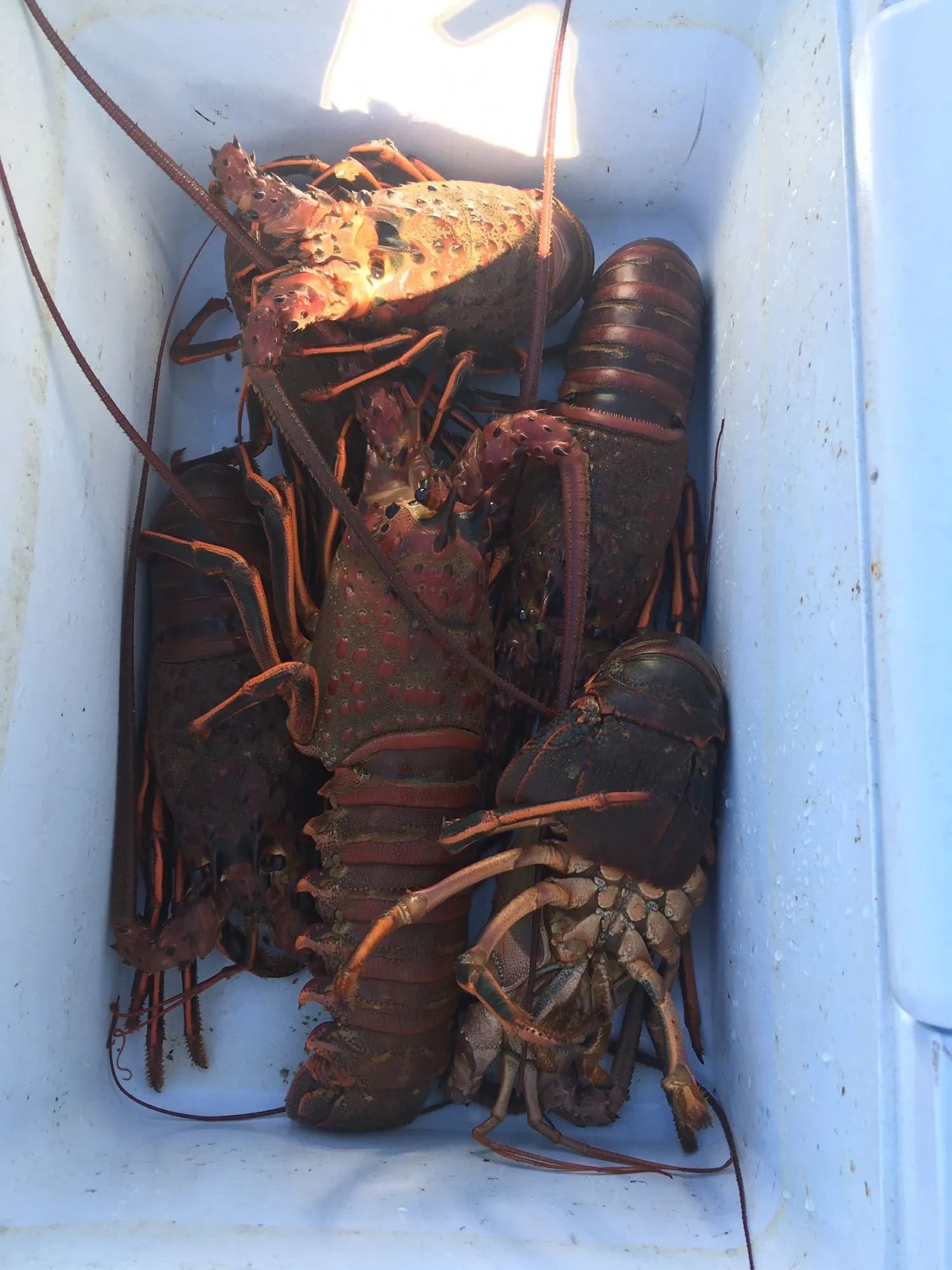 Post image from petecap