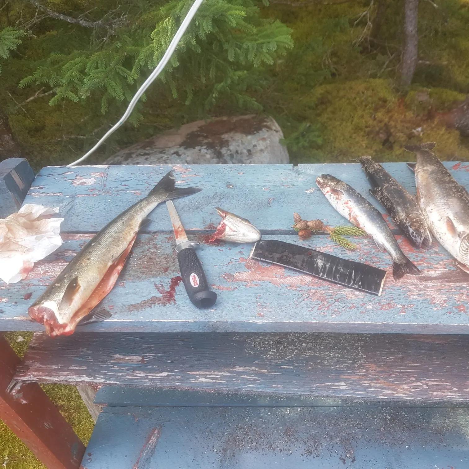 recently logged catches