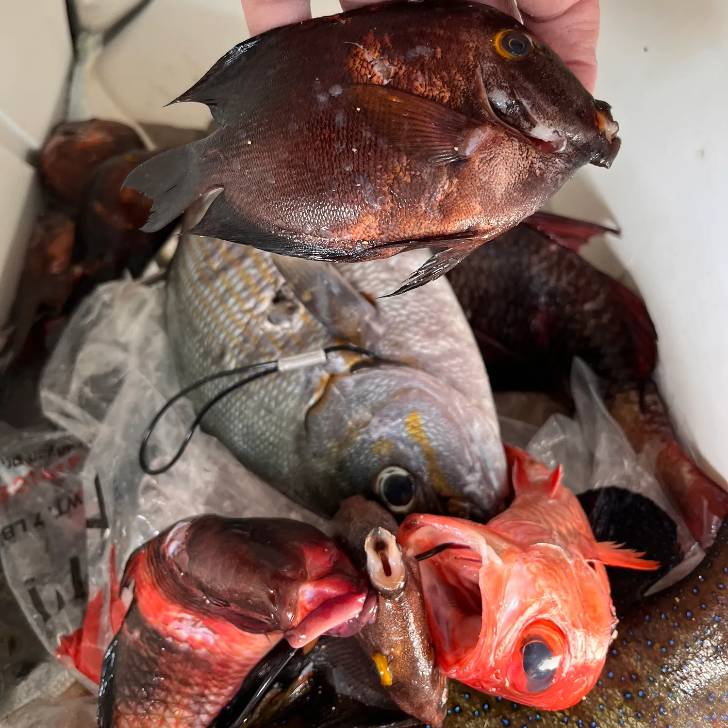 recently logged catches