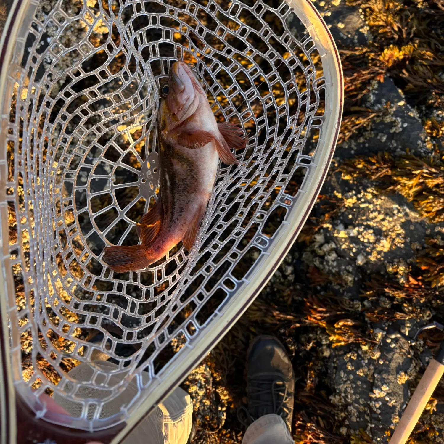 The most recent Copper rockfish catches on Fishbrain