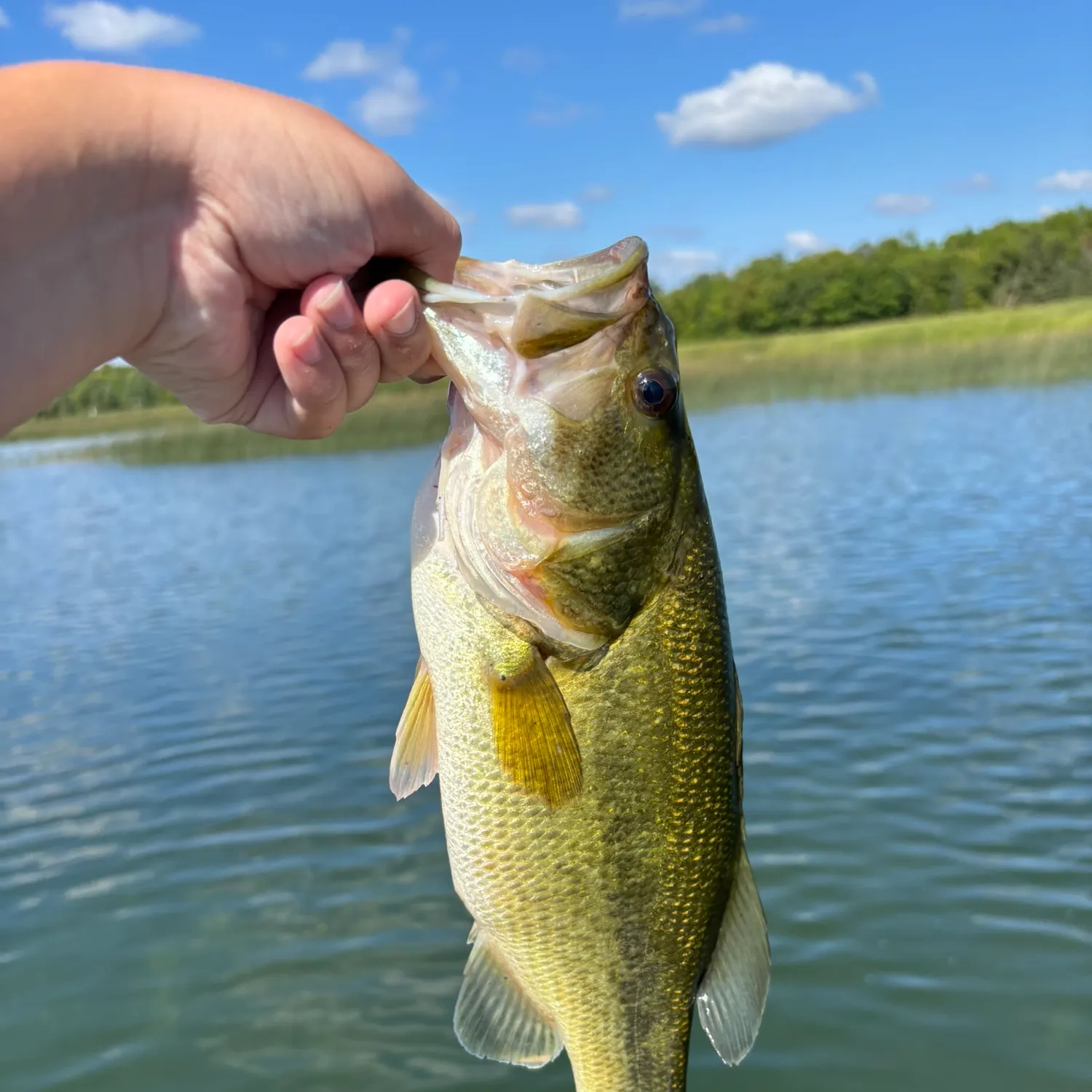 Largemouth bass caught on Fishbrain