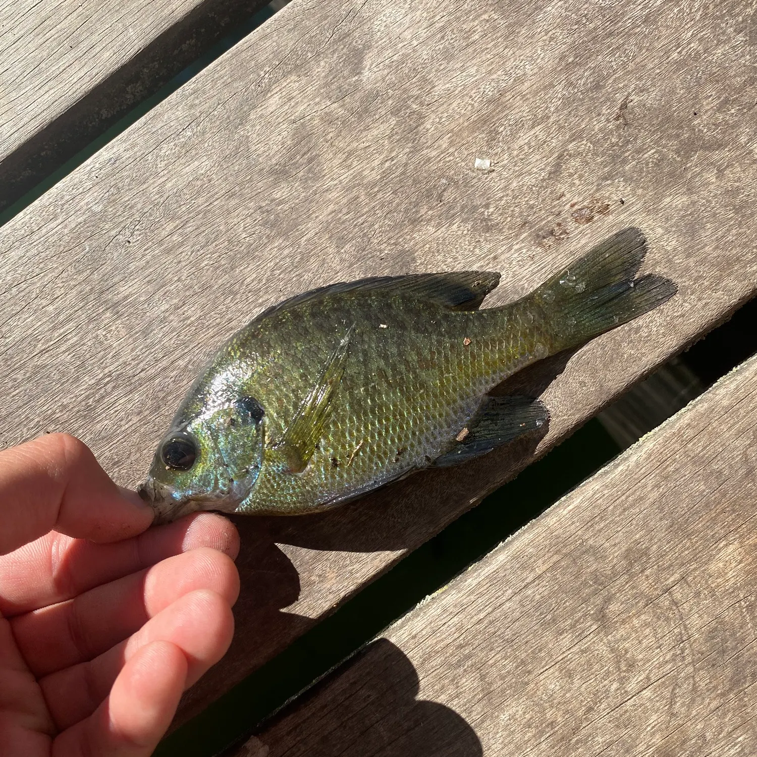 Bluegill caught on Fishbrain
