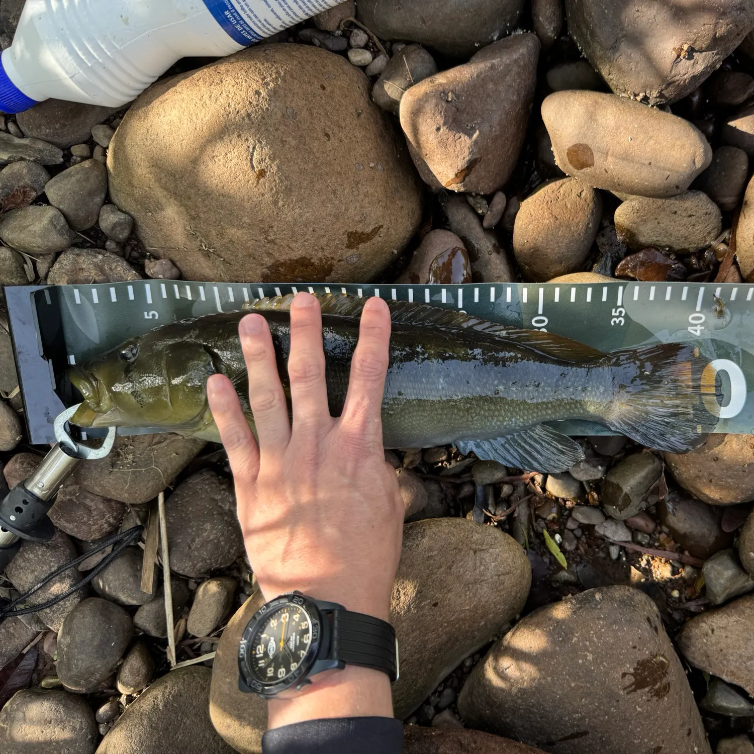 The most recent Jacundá catches on Fishbrain