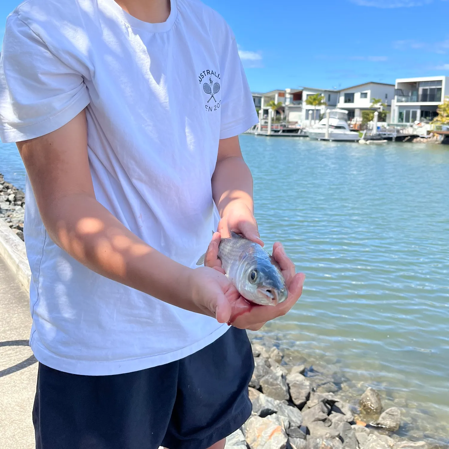 Striped mullet caught on Fishbrain
