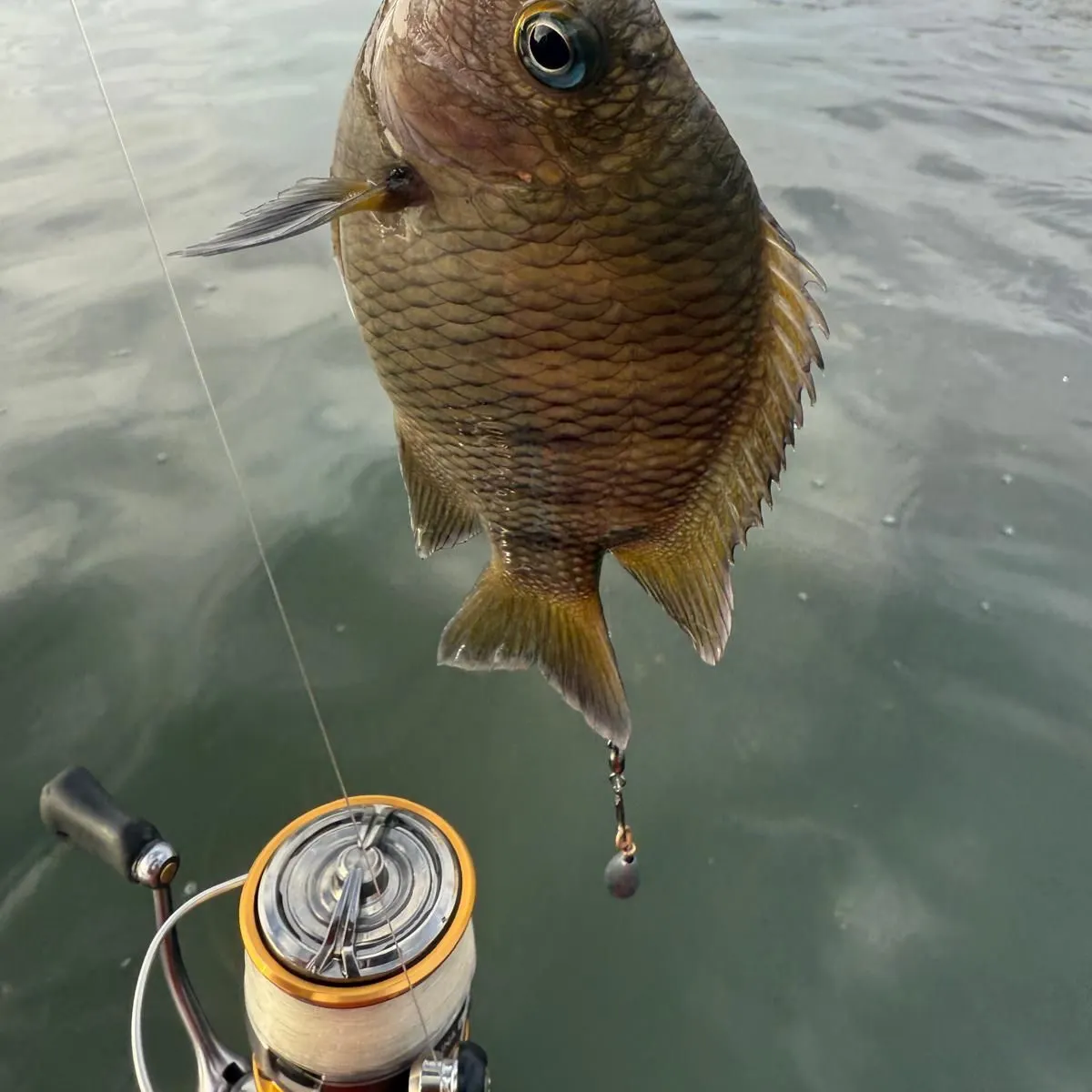 The most recent Acapulco major catches on Fishbrain