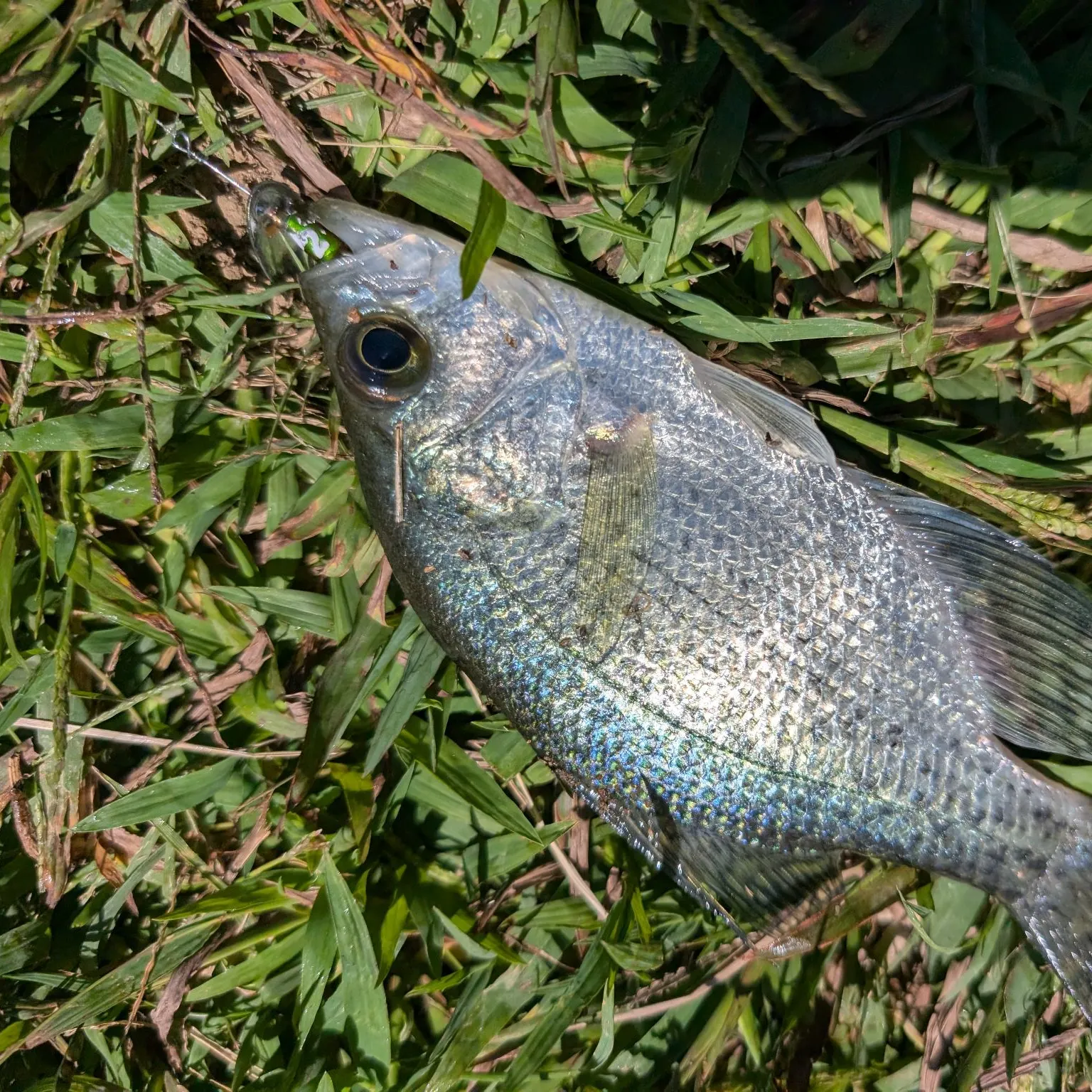 Black crappie caught on Fishbrain