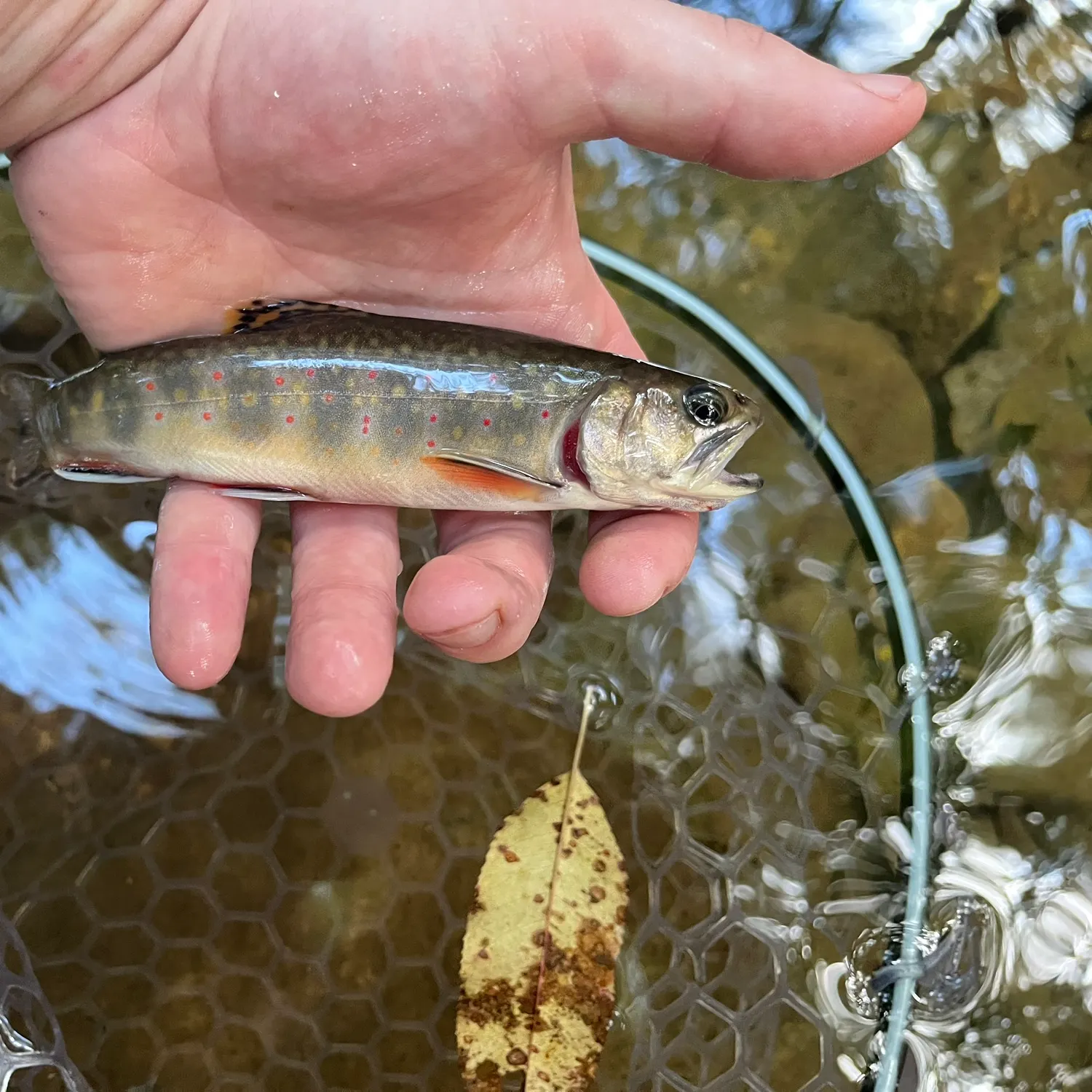 Brook trout caught on Fishbrain