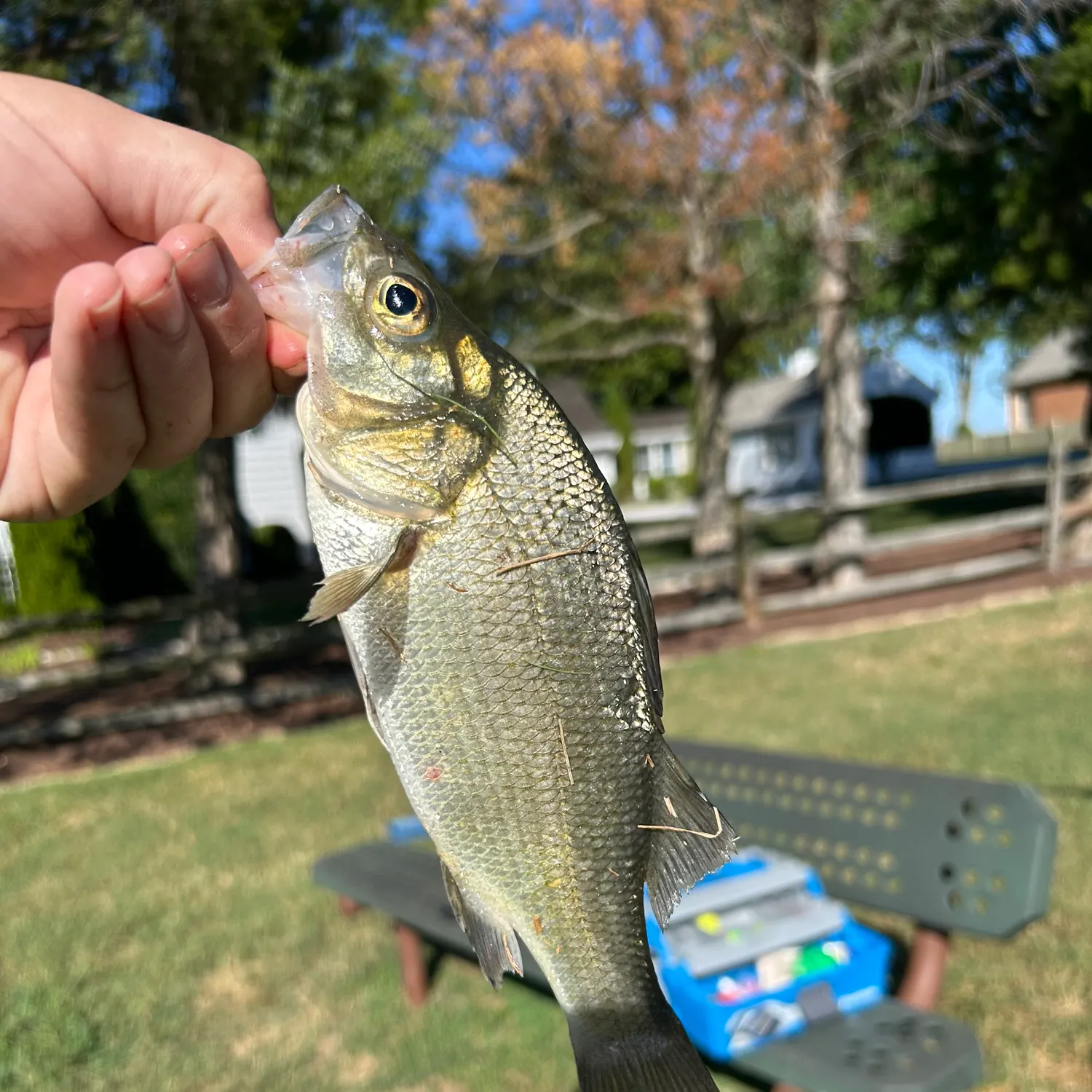 White perch caught on Fishbrain
