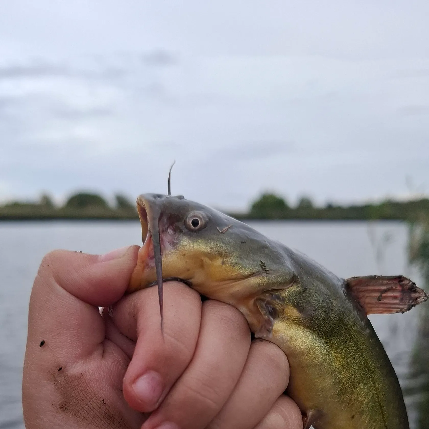 Yellow bullhead caught on Fishbrain