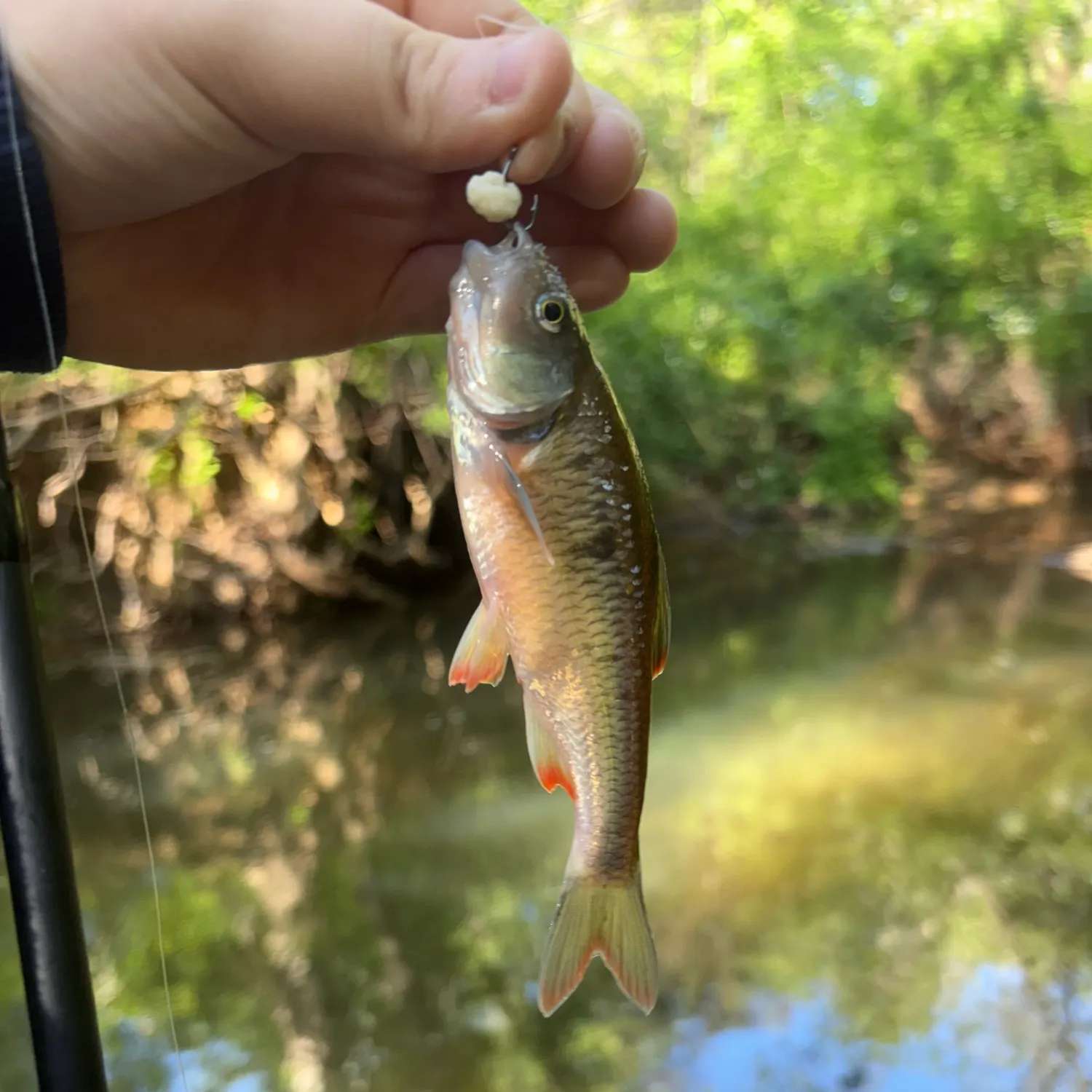 The most recent Creek chub catches on Fishbrain