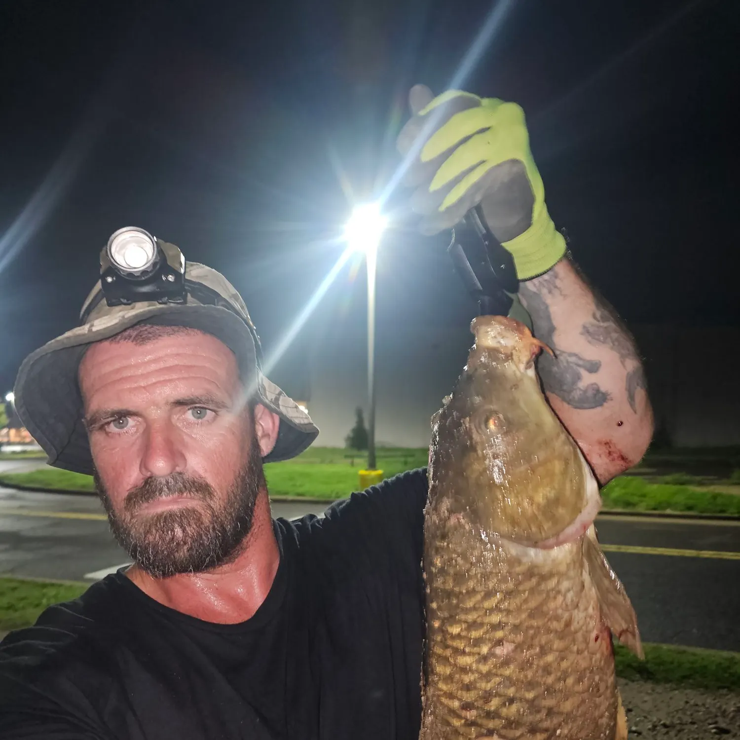 Common carp caught on Fishbrain