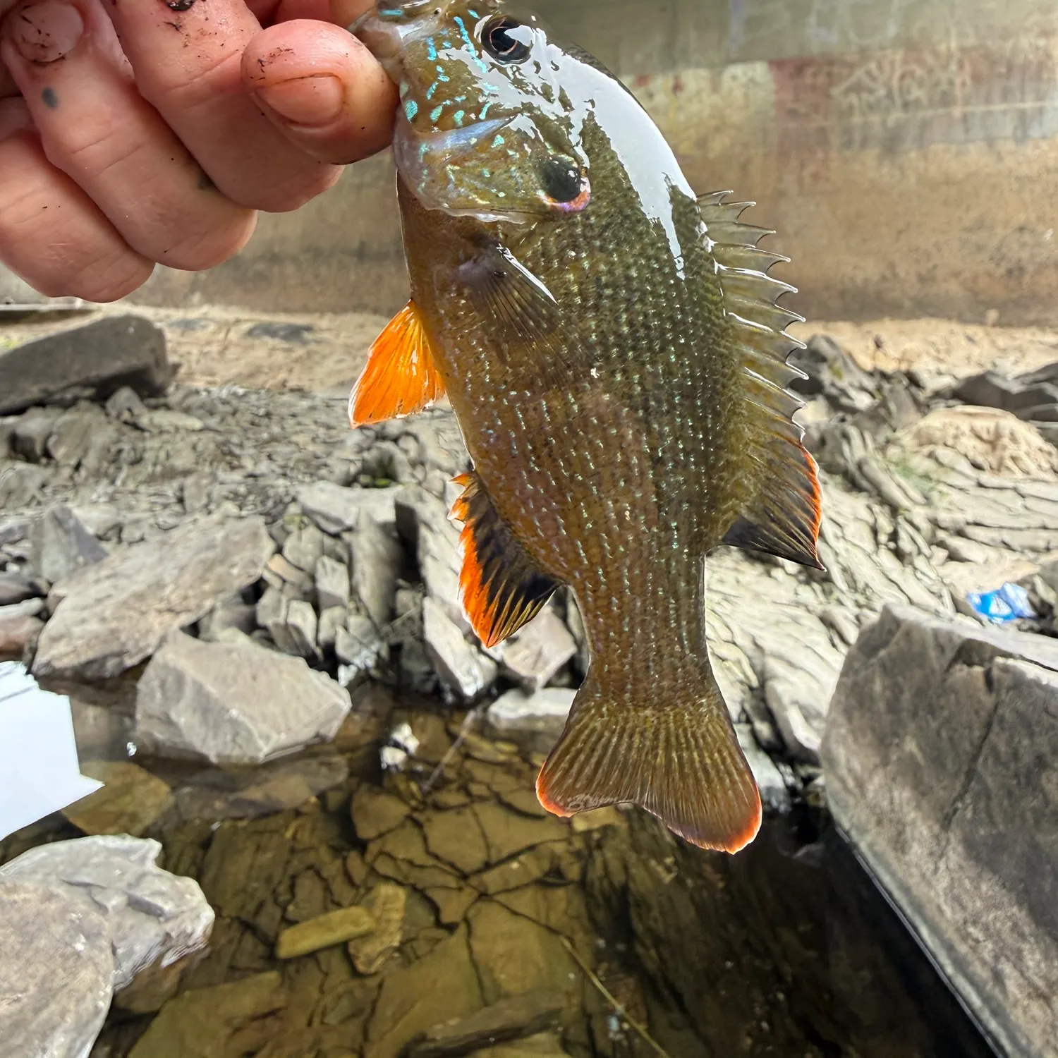 Green sunfish caught on Fishbrain