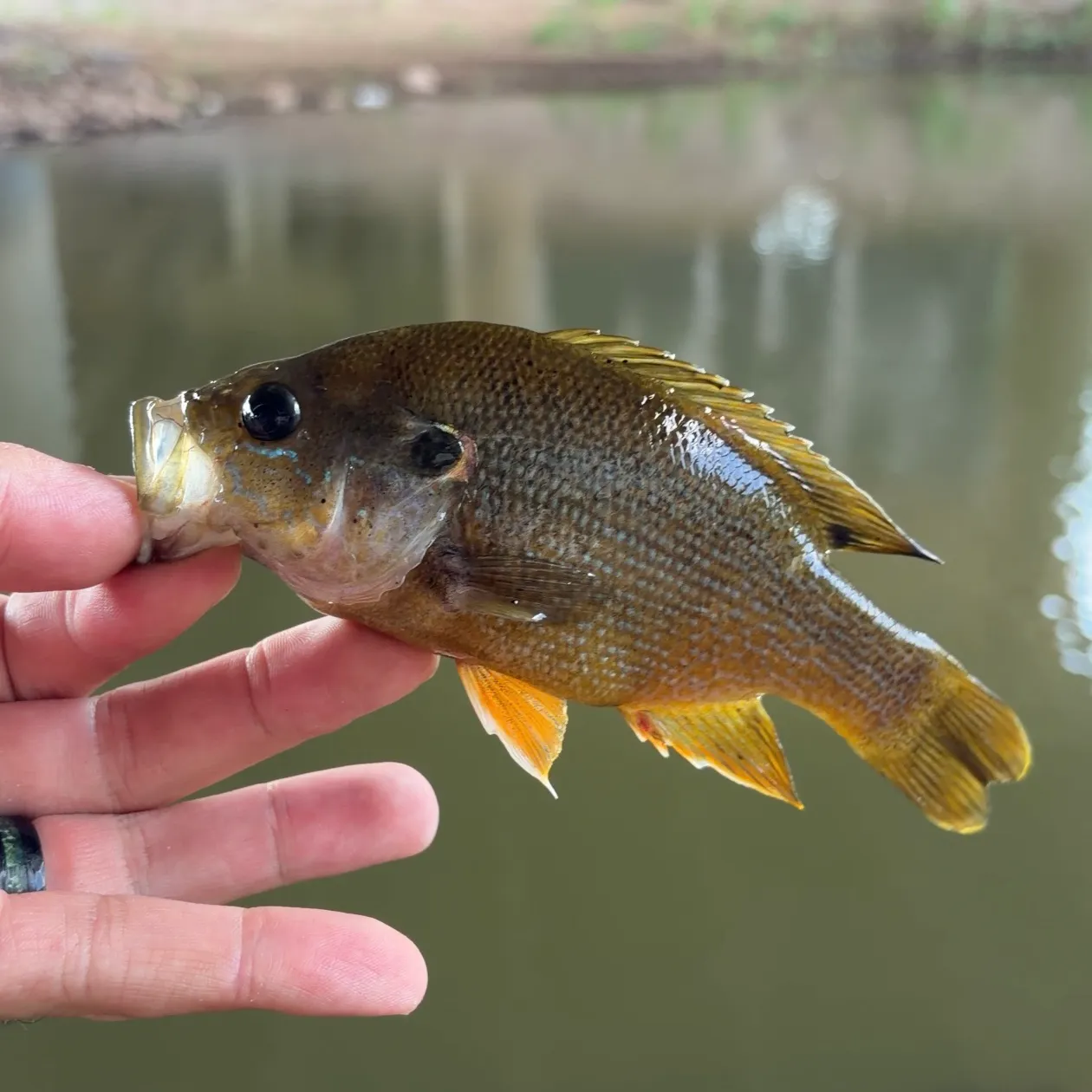 Green sunfish caught on Fishbrain