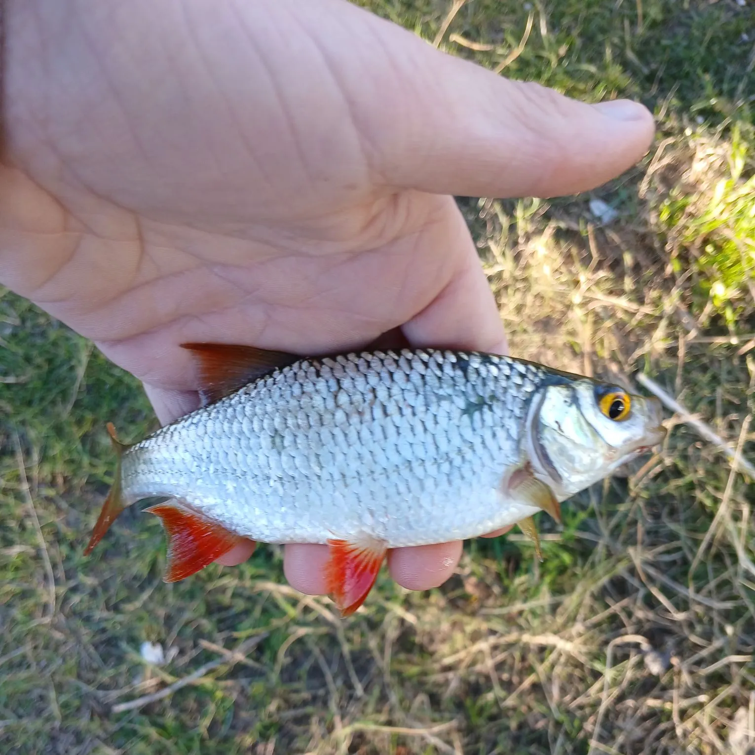 Common roach caught on Fishbrain