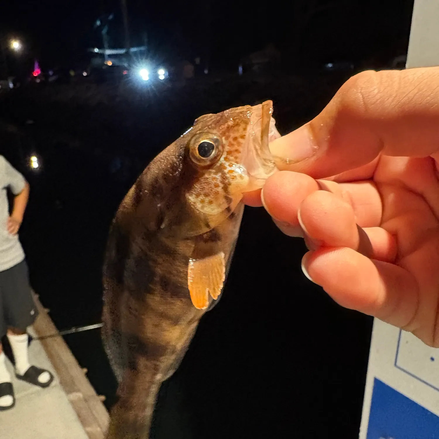 The most recent Barred sand bass catches on Fishbrain