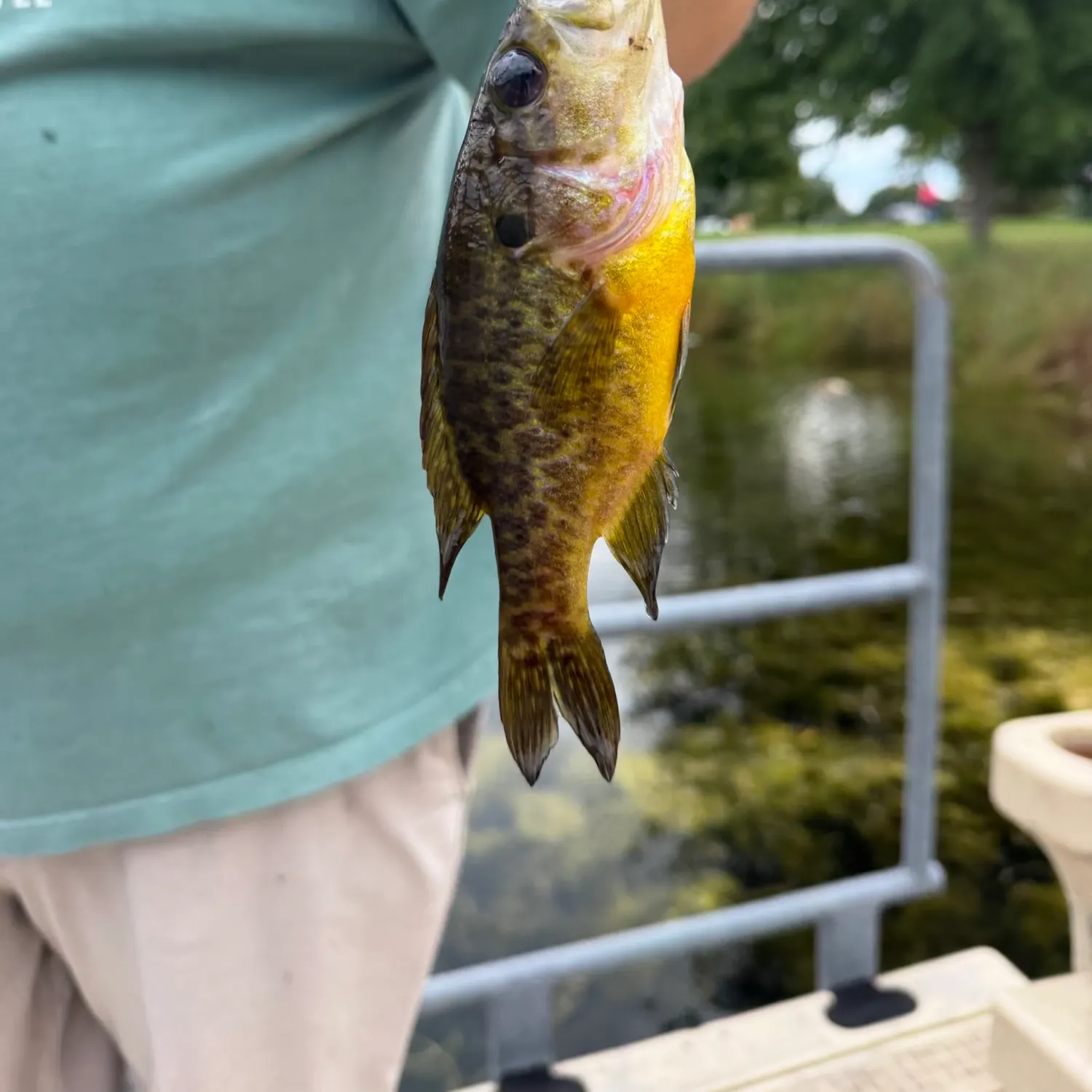 Warmouth caught on Fishbrain