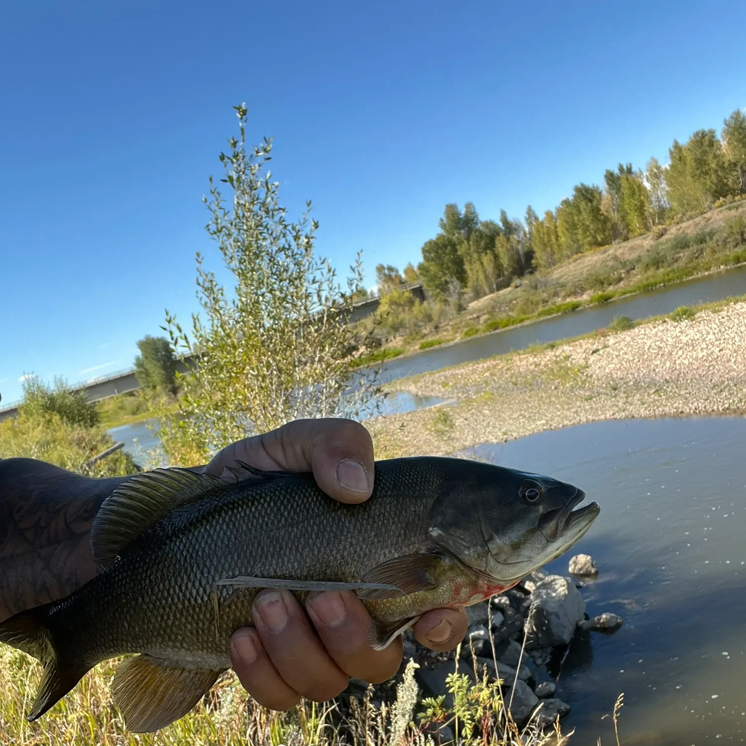 Smallmouth bass caught on Fishbrain