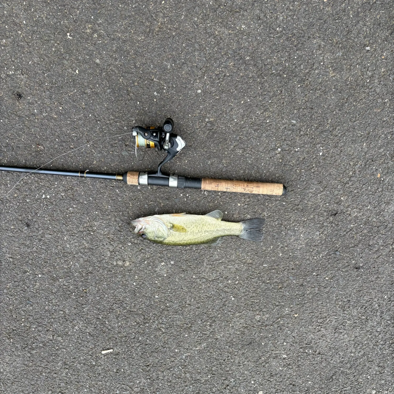 Largemouth bass caught on Fishbrain