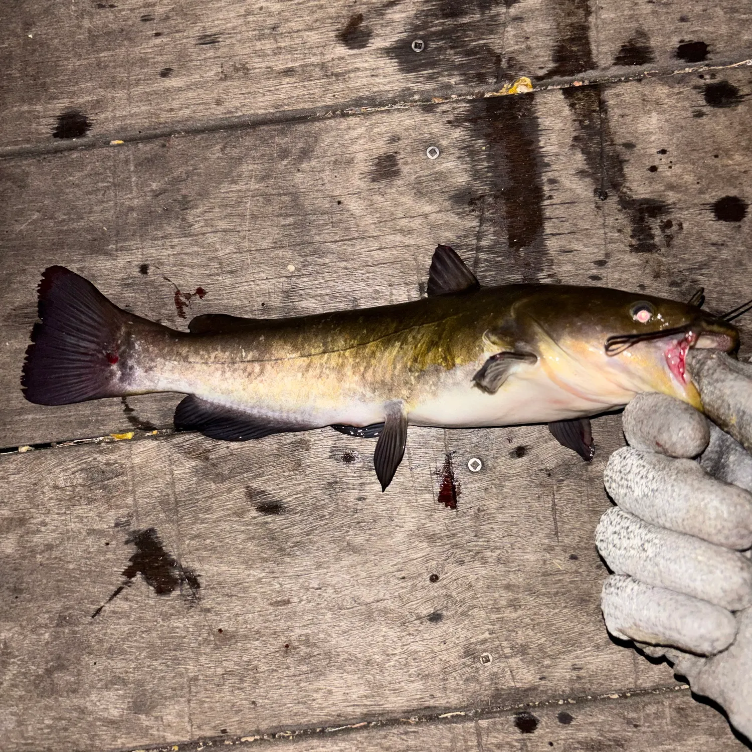 catch
