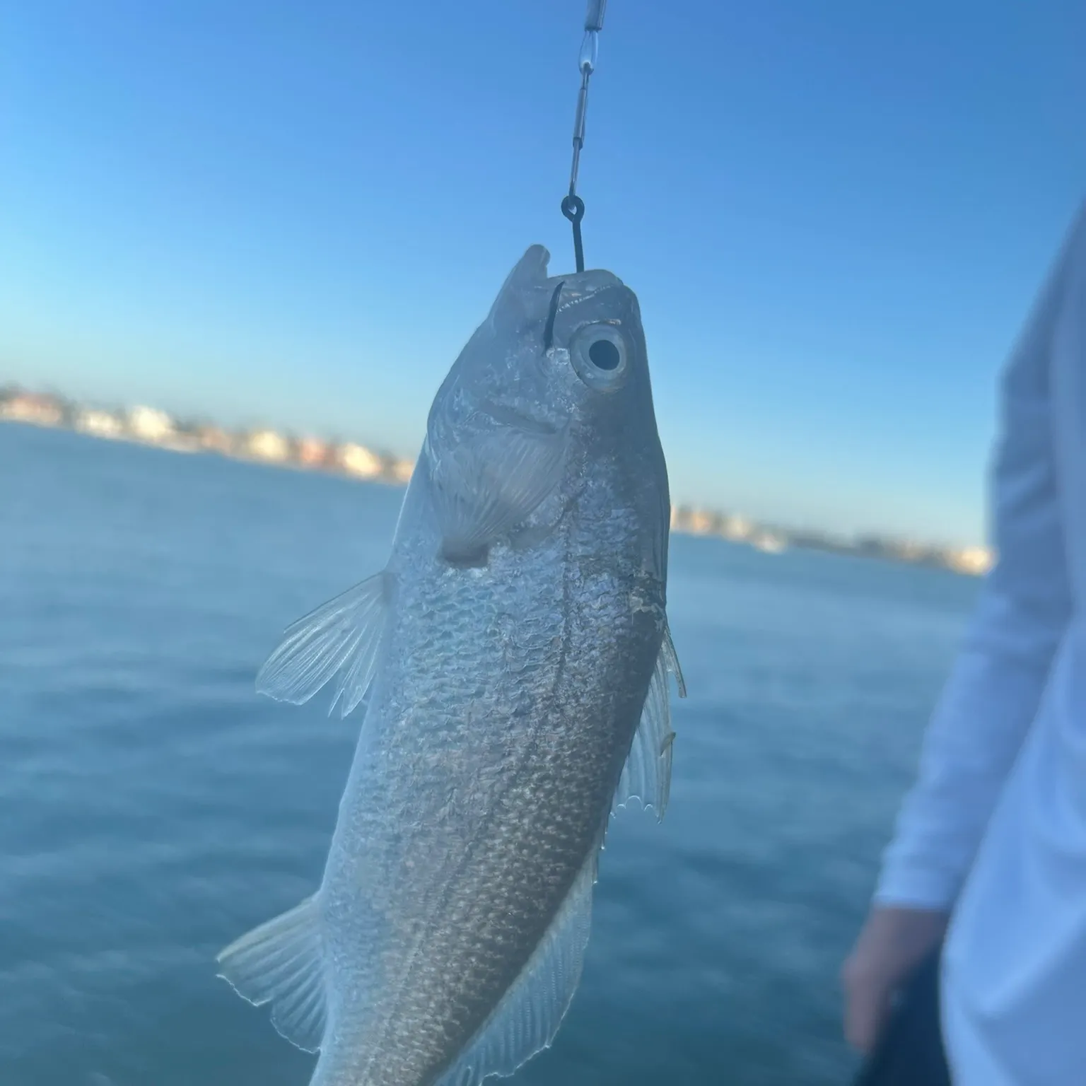 The most recent Silver perch catches on Fishbrain