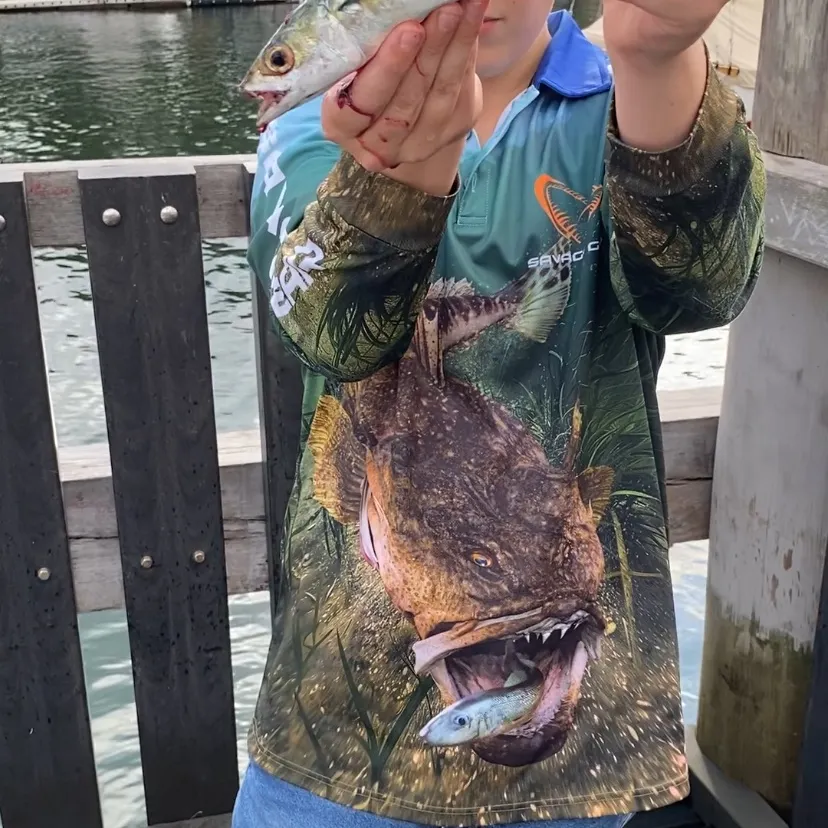 The most recent Pacific chub mackerel catches on Fishbrain