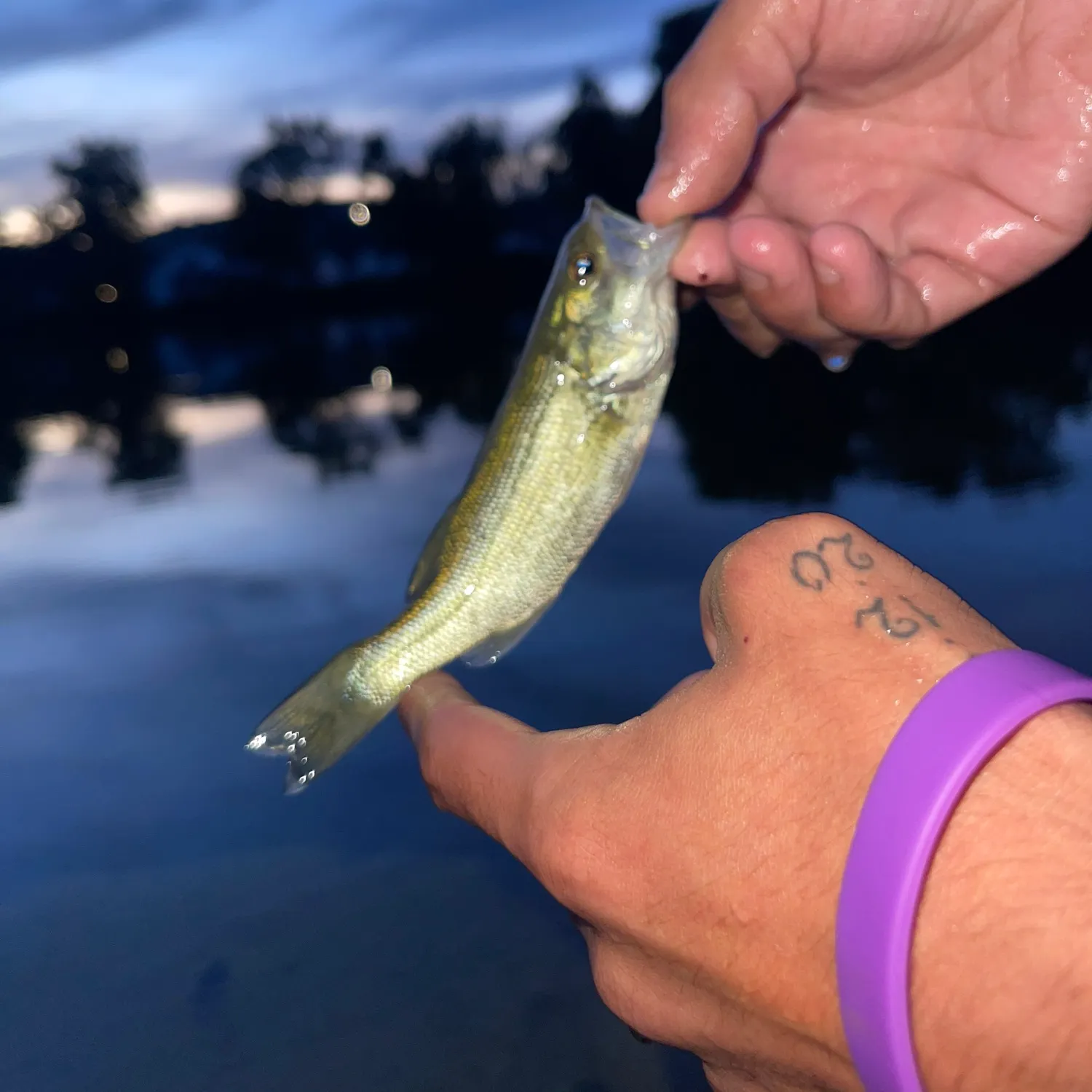 Largemouth bass caught on Fishbrain