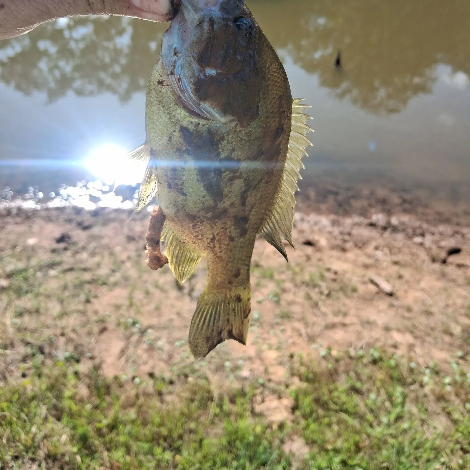 Redbreast sunfish caught on Fishbrain