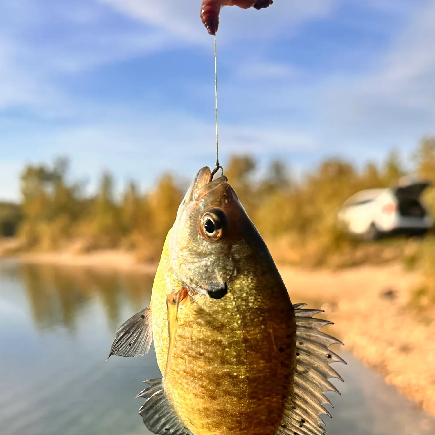 Bluegill caught on Fishbrain
