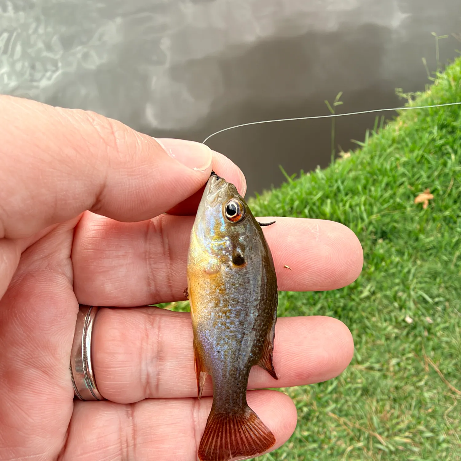 Bluegill caught on Fishbrain