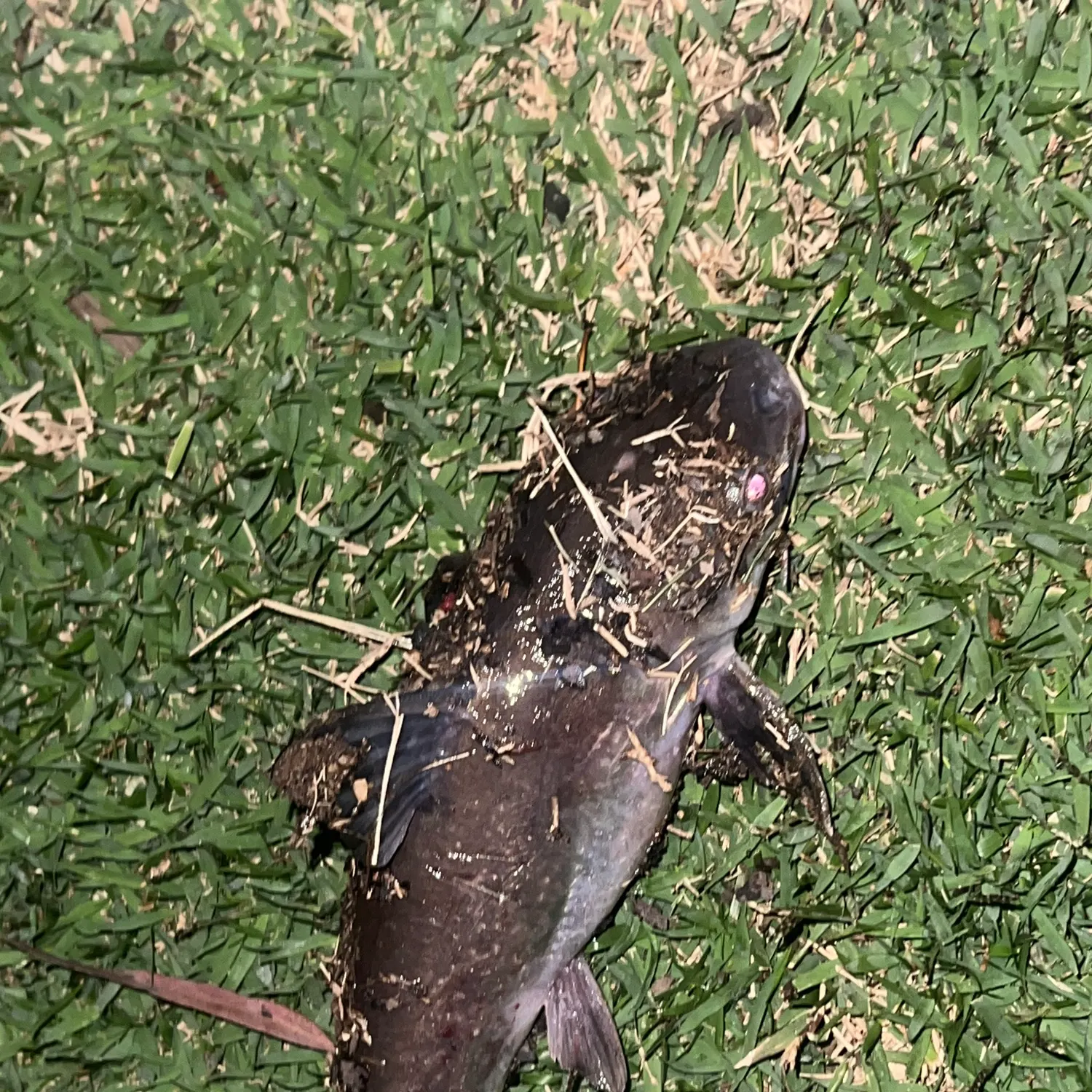 Blue salmon catfish caught on Fishbrain