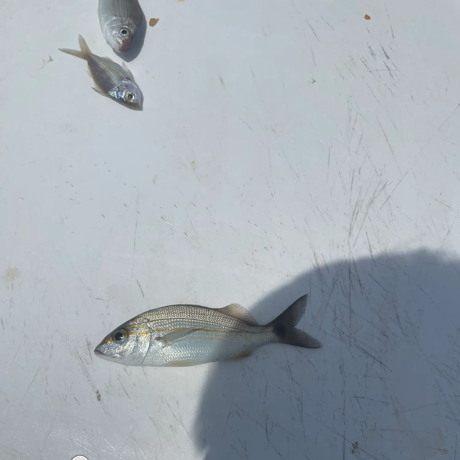 The most recent Tomtate grunt catches on Fishbrain