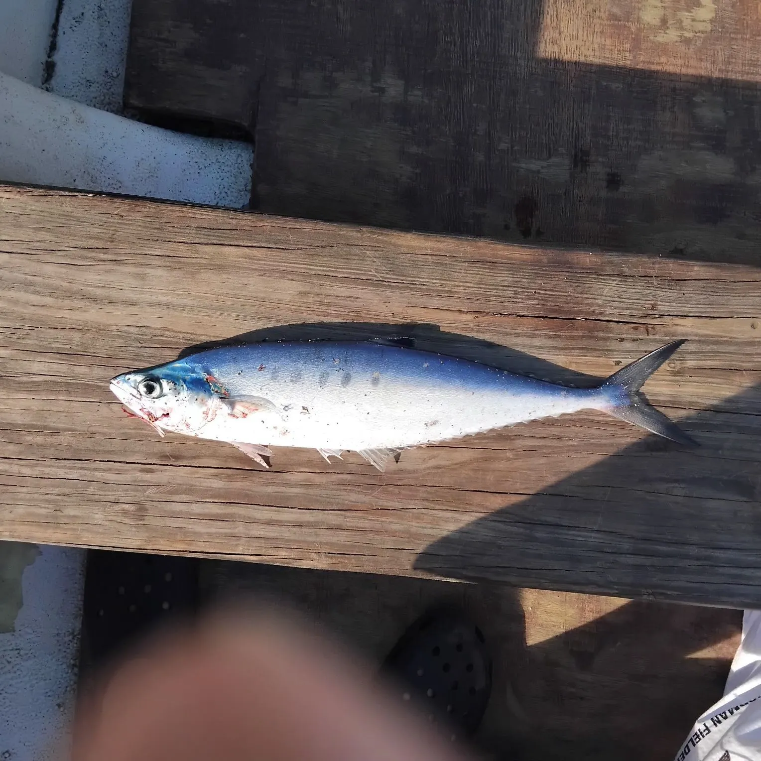 The most recent Talang queenfish catches on Fishbrain