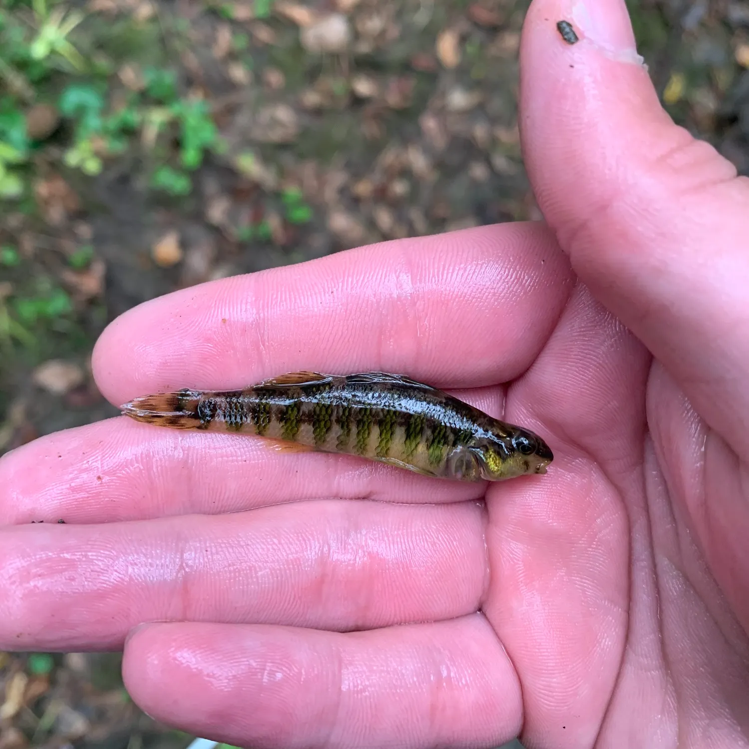 The most recent Banded darter catches on Fishbrain