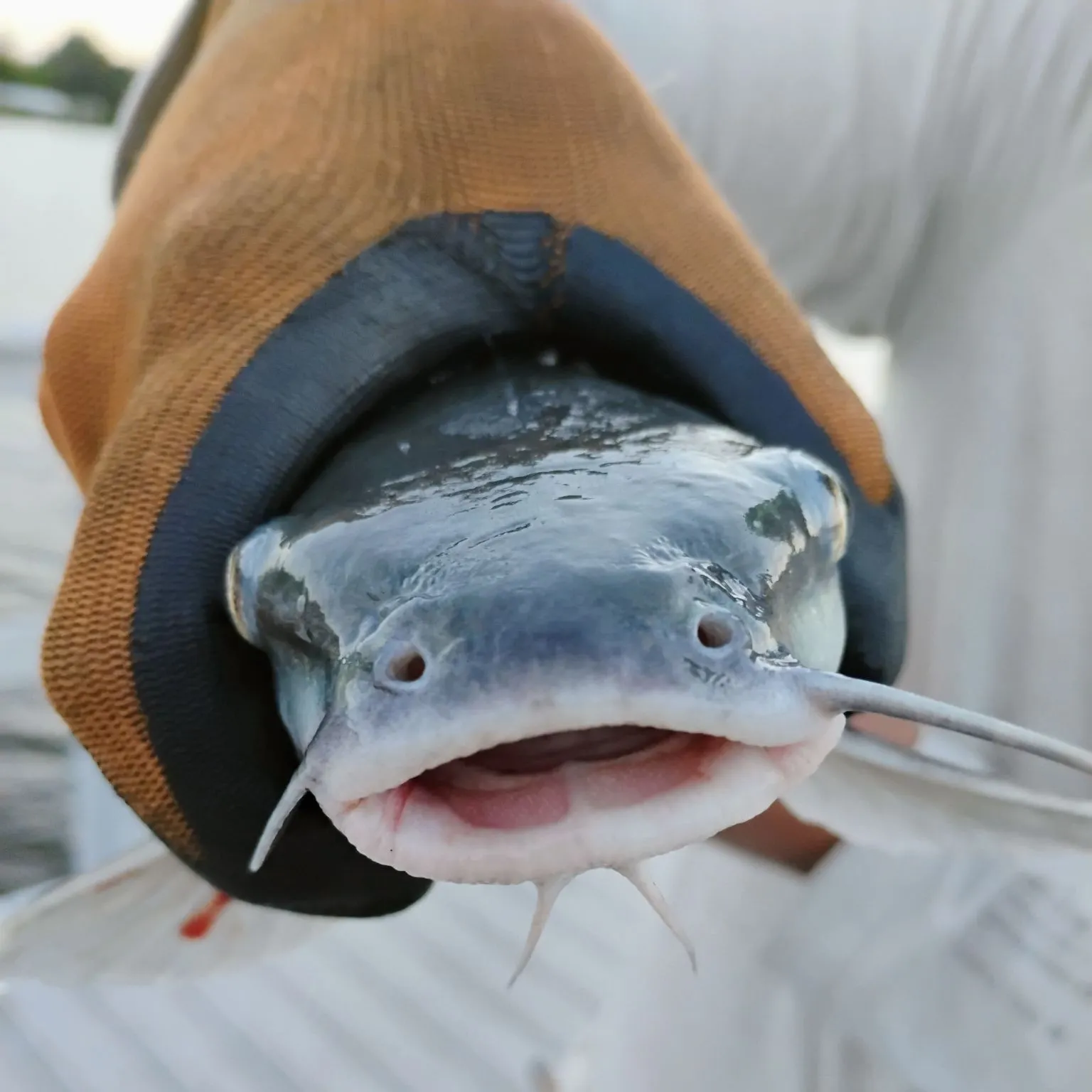 The most recent Hardhead sea catfish catches on Fishbrain