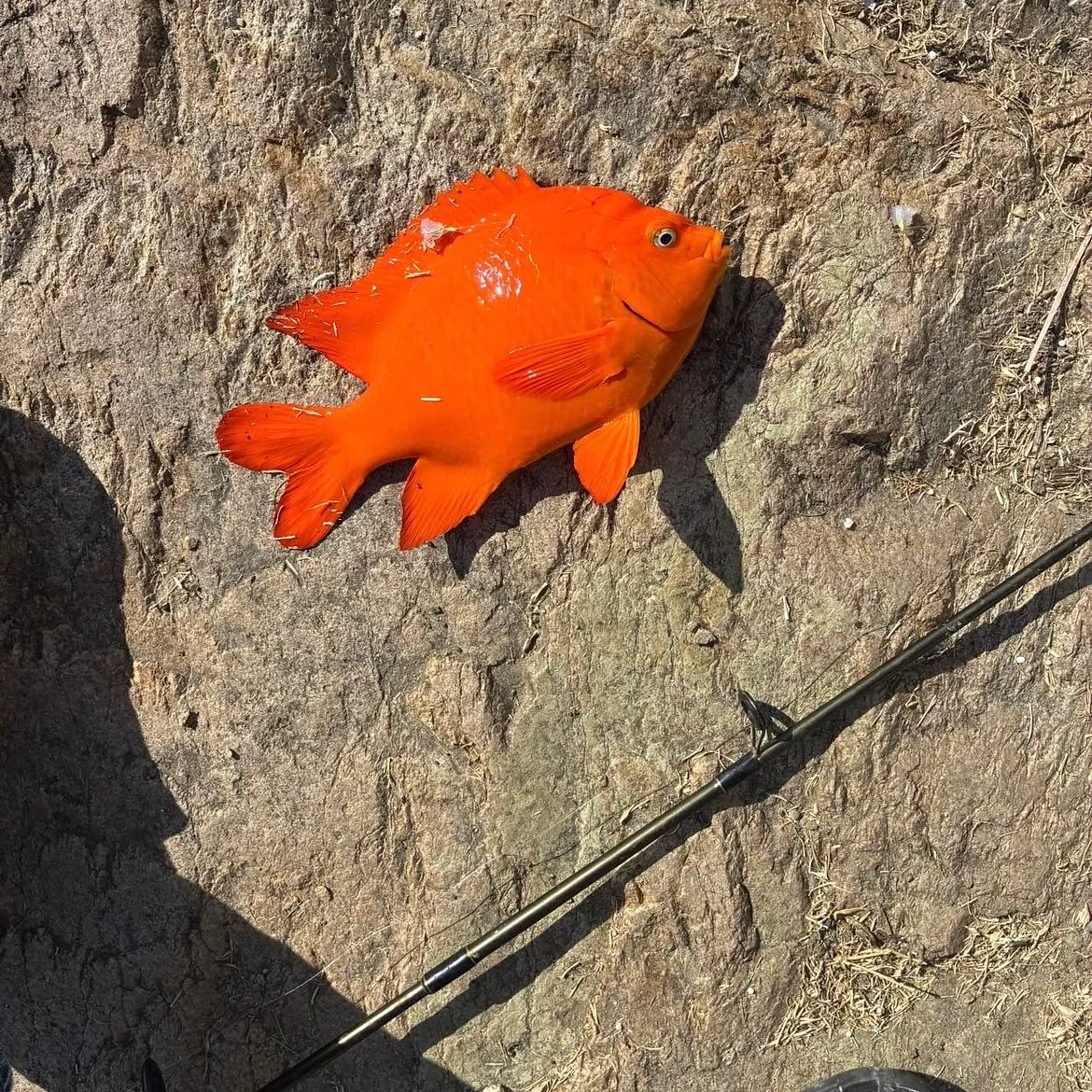The most recent Garibaldi damselfish catches on Fishbrain