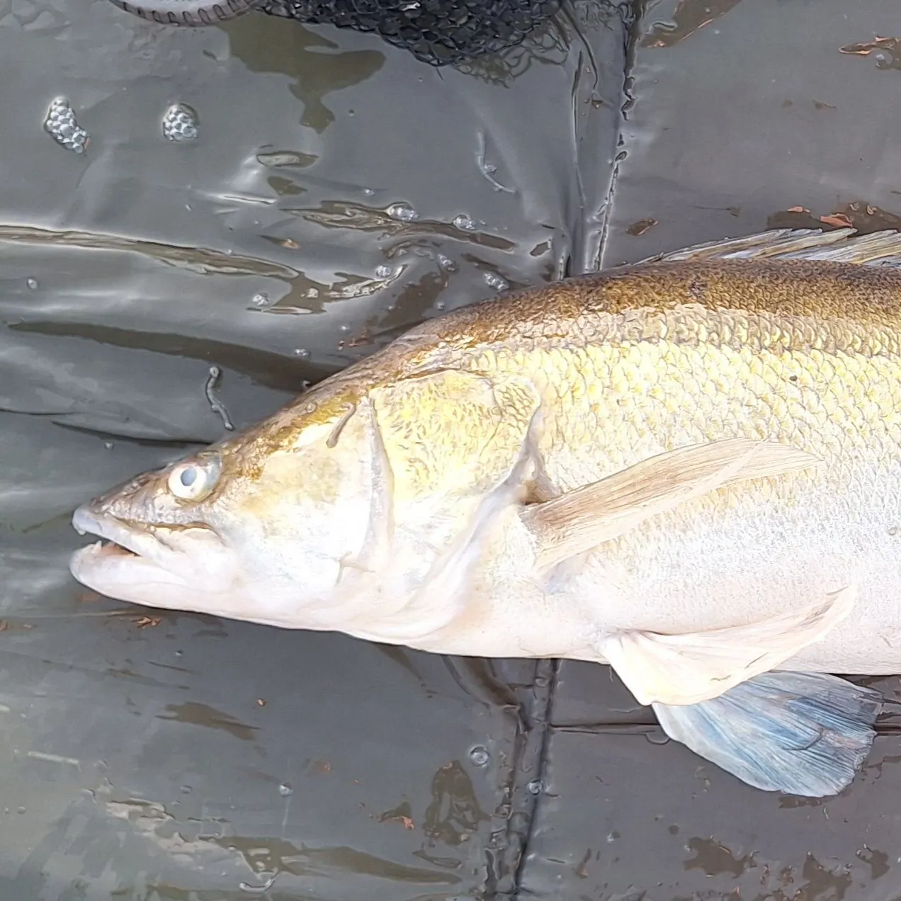 The most recent Zander catches on Fishbrain