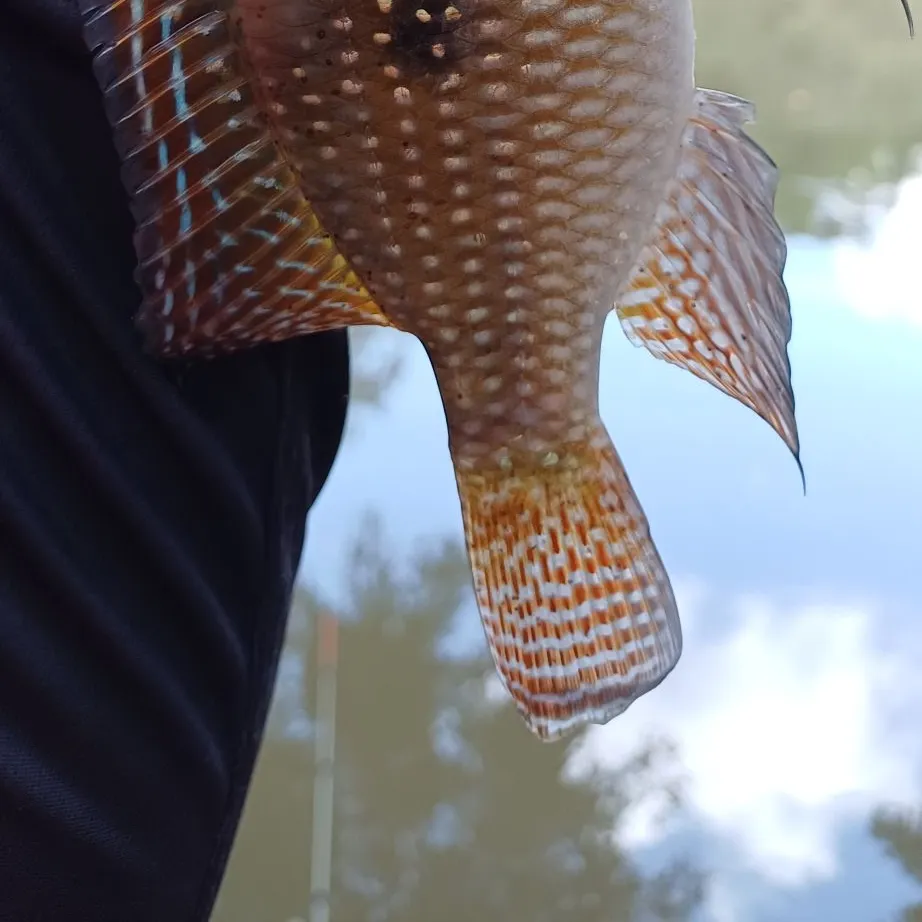 The most recent Black acara catches on Fishbrain