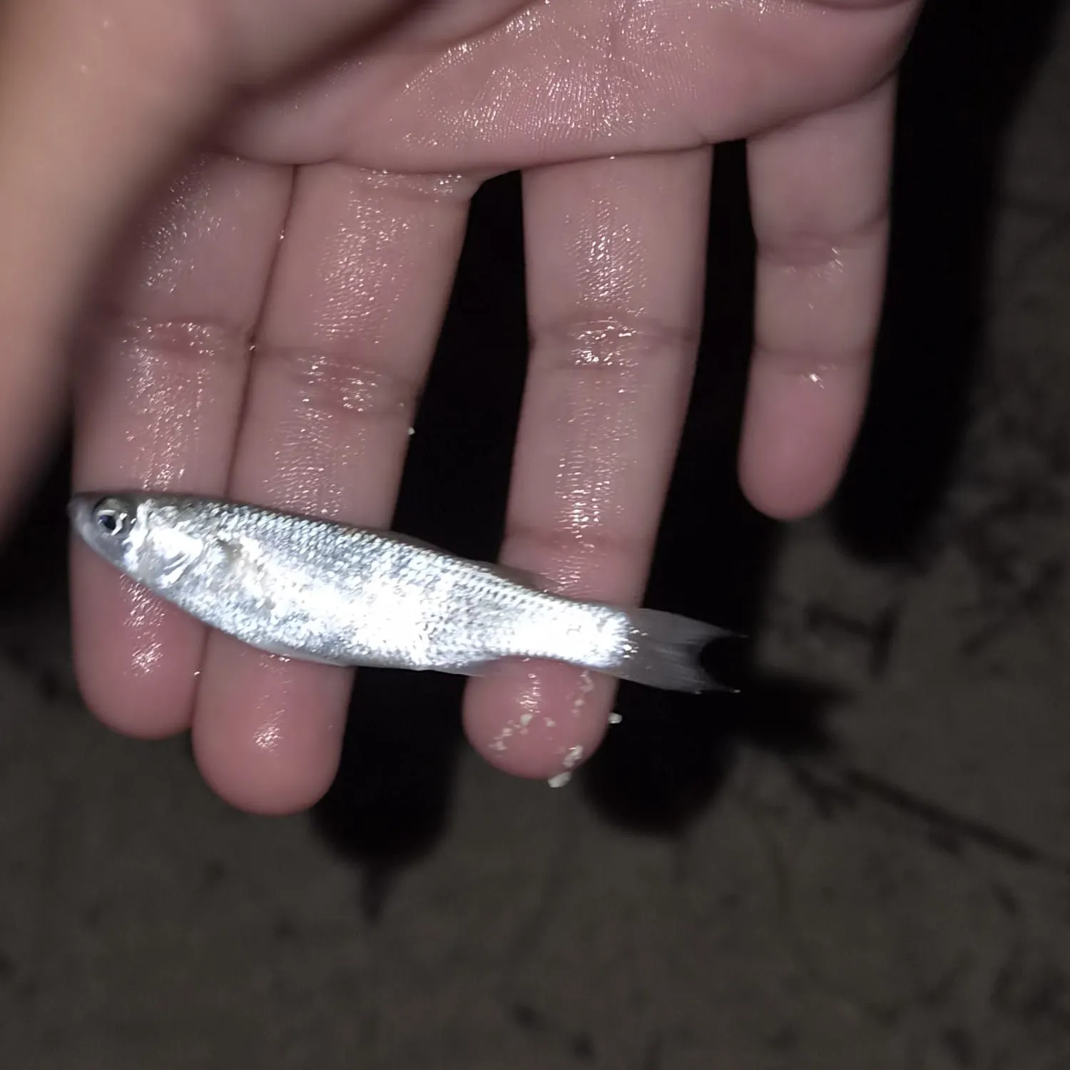 The most recent Sand smelt catches on Fishbrain